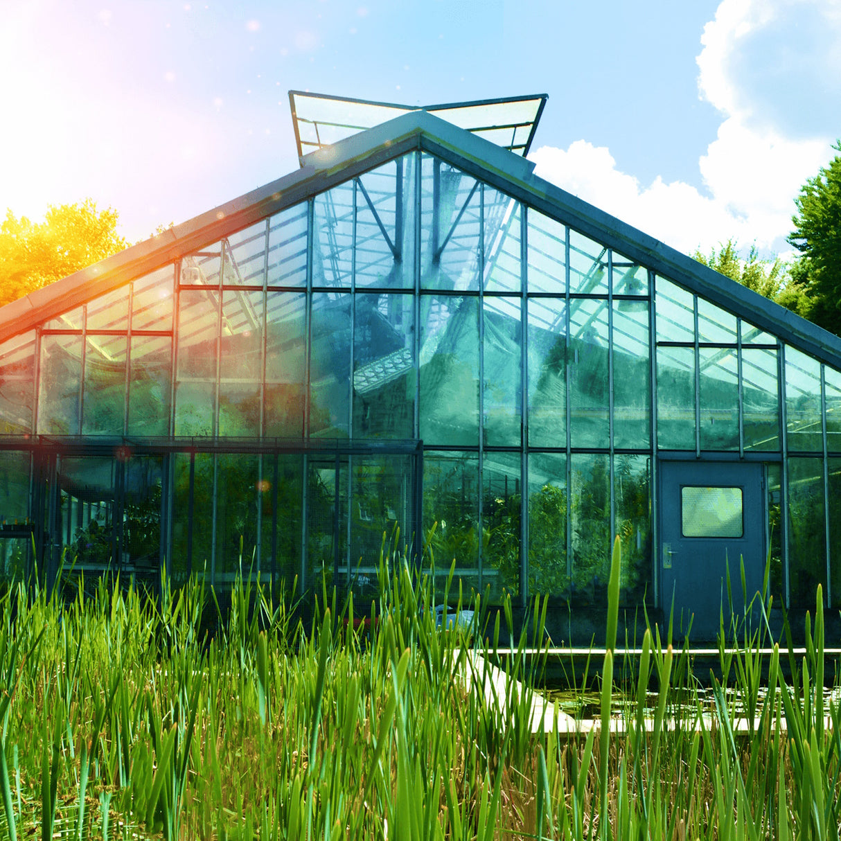 A modern glass greenhouse featuring the Waterproof Smart Wireless Temperature Sensor ~ tempSensor Pro by Blebox stands in tall grass, sunlight streaming in. Inside, lush plants flourish under a partly cloudy sky.