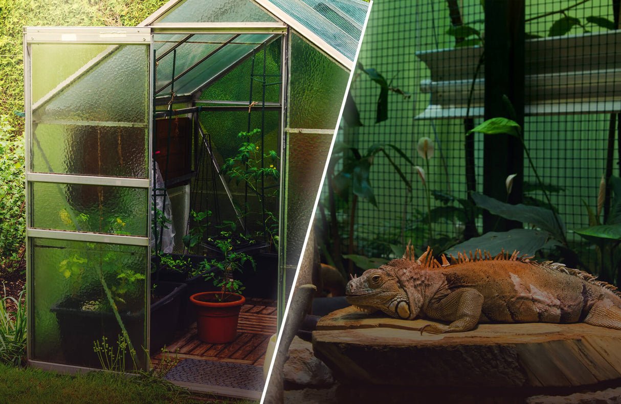 A split image shows a greenhouse with potted plants on the left and an iguana in a leafy enclosure on the right, both perfect for precise monitoring using the DIN-rail Smart Wireless Temperature Sensor ~ tempSensor DIN by Blebox.