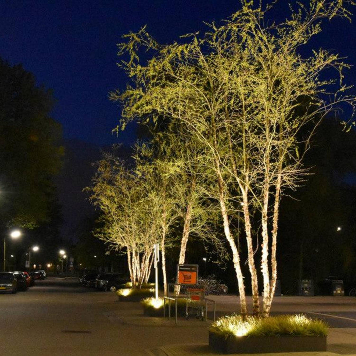 A row of leafless trees is illuminated by White Outdoor LED Wall Washer Light ~ Revo Basic Magno Dim Series along a quiet night street, with parked cars nearby and glowing street lamps in the background.
