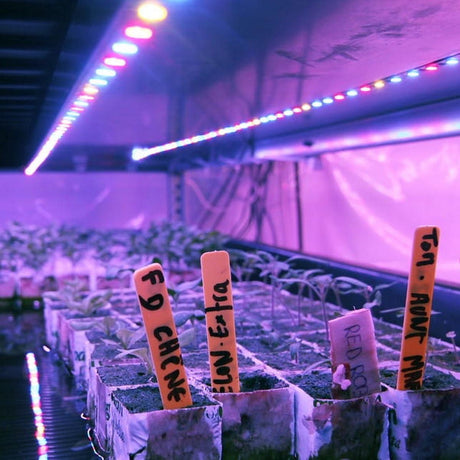 Horticultural Grow Light IP68 Waterproof LED Strip (24V) ~ Cherry Tomato Series - Wired4Signs USA - Buy LED lighting online