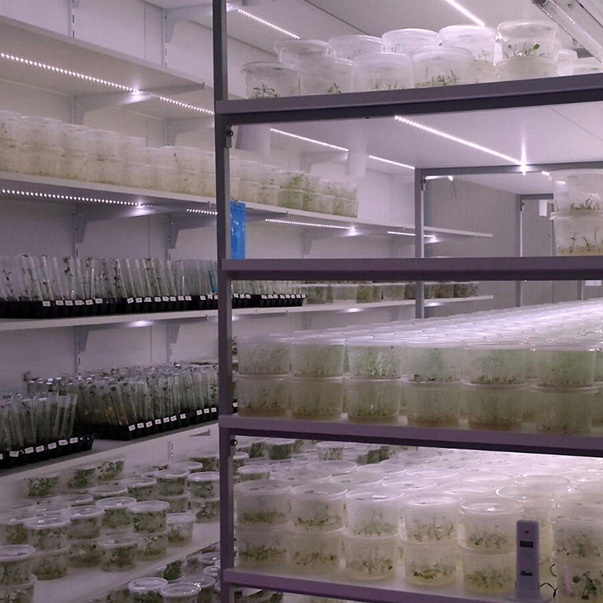 Horticultural Grow Light IP68 Waterproof LED Strip (24V) ~ Cherry Tomato Series - Wired4Signs USA - Buy LED lighting online