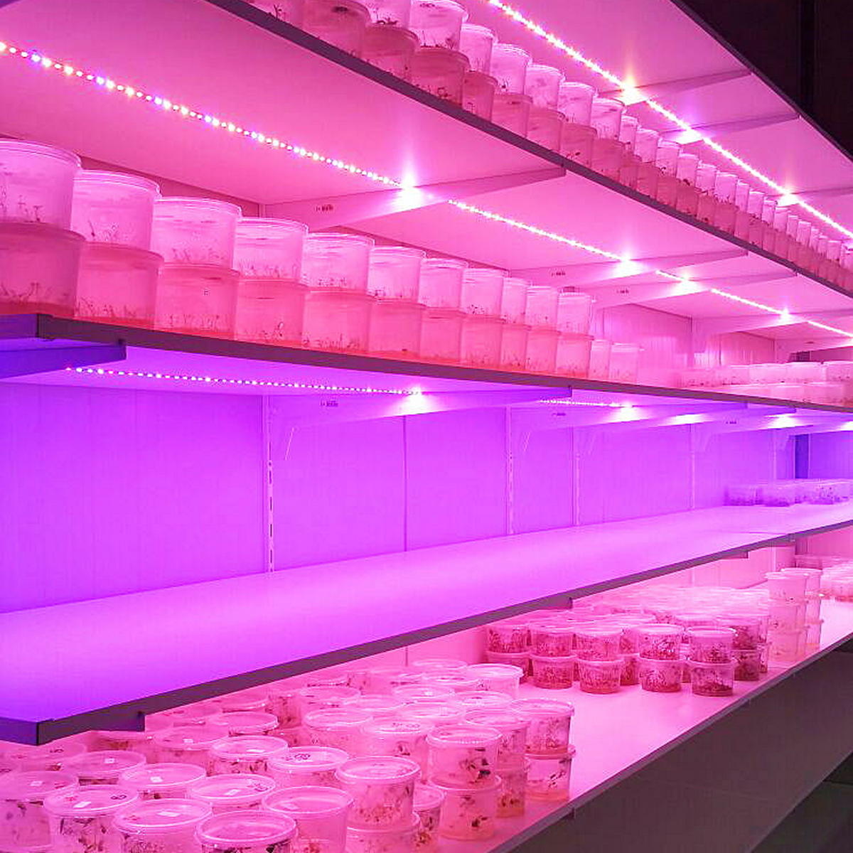 Horticultural Grow Light IP20 LED Strip (24V) ~ Cherry Tomato Series - Wired4Signs USA - Buy LED lighting online