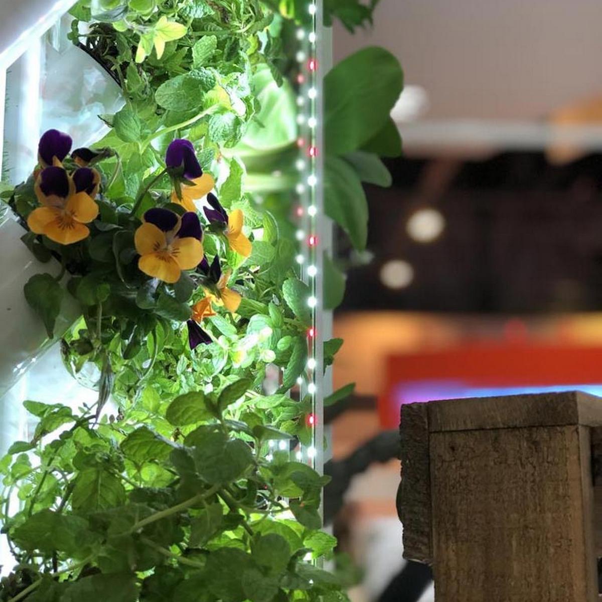 Horticultural Grow Light IP20 LED Strip (24V) ~ Cherry Tomato Series - Wired4Signs USA - Buy LED lighting online