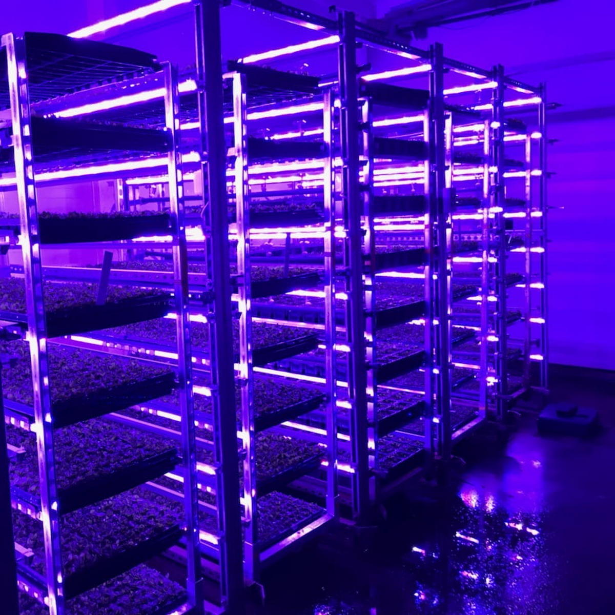 Horticultural Grow Light IP68 Waterproof LED Strip (24V) ~ Cherry Tomato Series - Wired4Signs USA - Buy LED lighting online