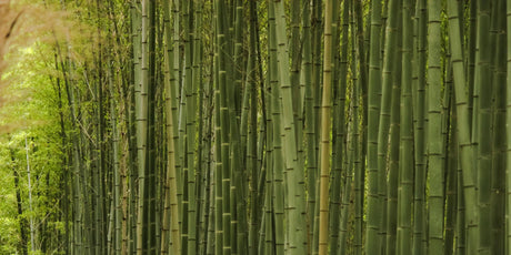 Bamboo growing