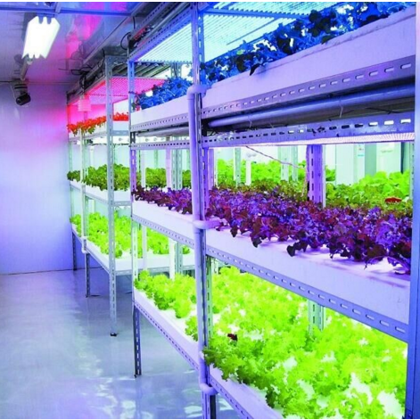 LED Grow Lights For Plants