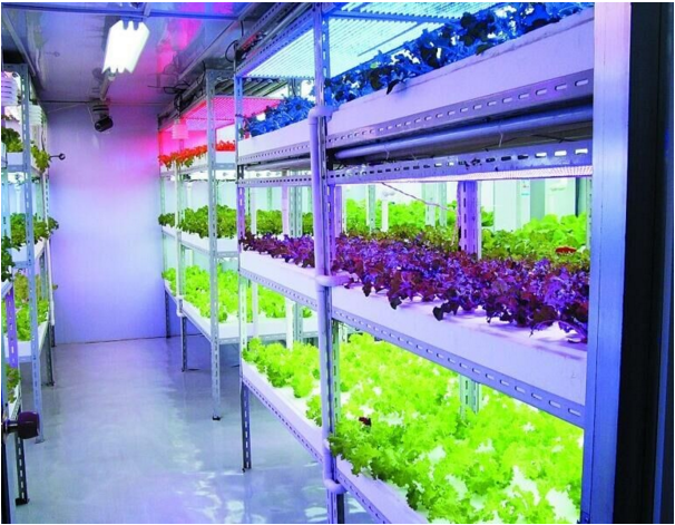 LED Grow Lights For Plants