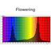 Horticultural Grow Light IP20 LED Strip (24V) ~ Cherry Tomato Series - Wired4Signs USA - Buy LED lighting online